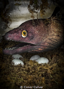"Purple Mouth Nest" part of my Underwater Surrealism series by Conor Culver 